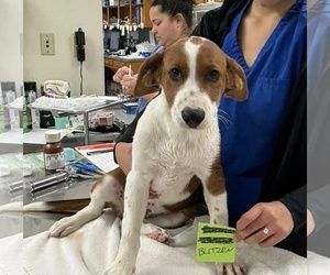 Dachshund-Unknown Mix Dogs for adoption in Princeton, MN, USA