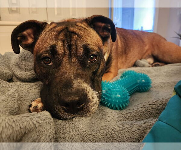 Medium Photo #26 Boxer-Unknown Mix Puppy For Sale in Holly Springs, NC, USA