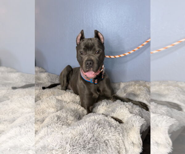 Medium Photo #1 Mutt Puppy For Sale in Goodyear, AZ, USA