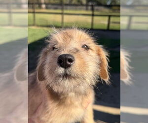 Shih Tzu-Unknown Mix Dogs for adoption in Oak Bluffs, MA, USA