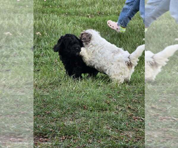 Medium Photo #3 Cockapoo (Miniature) Puppy For Sale in GREENTOWN, IN, USA