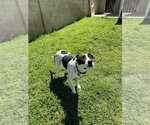 Small Photo #6 Boxer-Pointer Mix Puppy For Sale in Chandler, AZ, USA