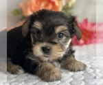 Small #4 Morkie