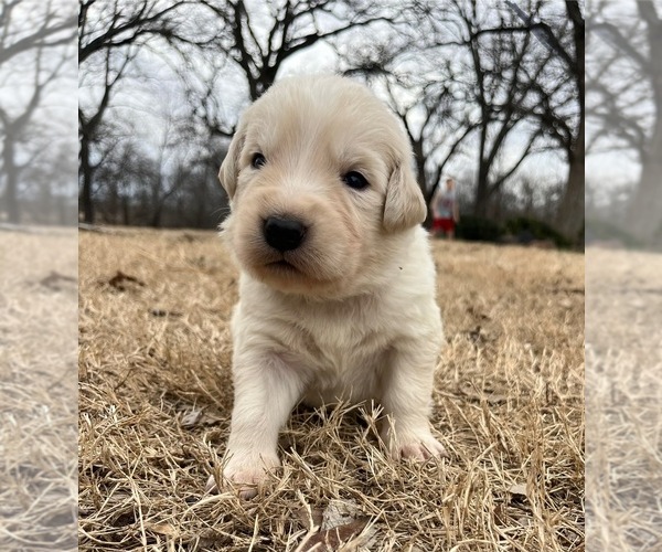Medium Photo #5 Maremma Sheepdog Puppy For Sale in LECOMPTON, KS, USA