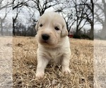 Small Photo #5 Maremma Sheepdog Puppy For Sale in LECOMPTON, KS, USA