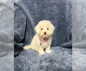 Cavapoo Puppy for sale in JEFFERSONVILLE, IN, USA