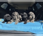 Small Photo #24 Goldendoodle-Poodle (Standard) Mix Puppy For Sale in DETROIT, MI, USA