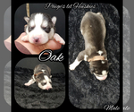Small Photo #9 Siberian Husky Puppy For Sale in BLOOMFIELD, IN, USA