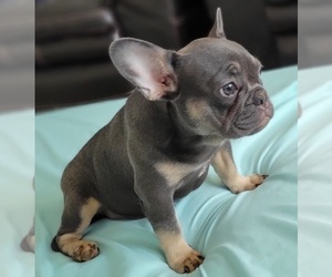 French Bulldog Puppy for sale in WEST PALM BEACH, FL, USA