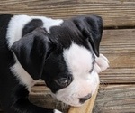 Small Photo #3 Boxer Puppy For Sale in HORSE SHOE, NC, USA