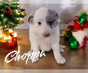 Australian Shepherd Puppy for sale in NOVI, MI, USA