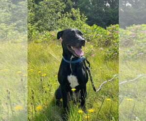 Labrador Retriever-Unknown Mix Dogs for adoption in Boston, MA, USA