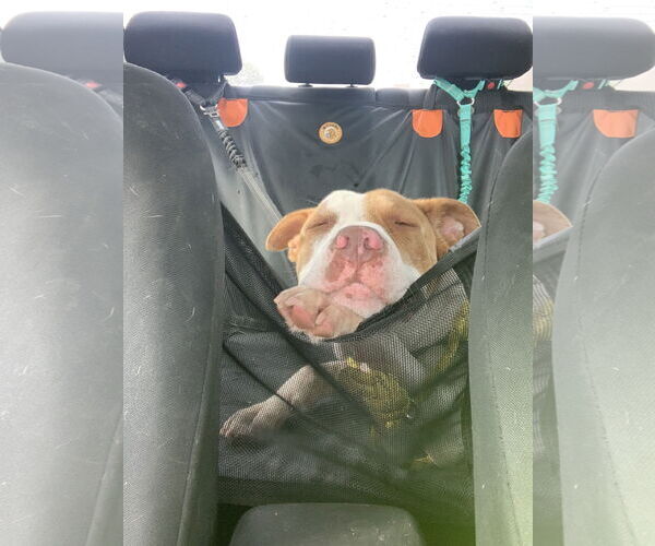 Medium Photo #5 American Pit Bull Terrier-Unknown Mix Puppy For Sale in Rowlett, TX, USA