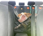 Small #4 American Pit Bull Terrier Mix