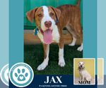 Small American Pit Bull Terrier-Labrador Retriever Mix
