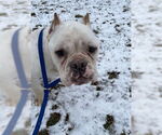 Small #7 American Bulldog-French Bulldog Mix