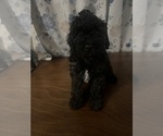 Small #16 Cockapoo