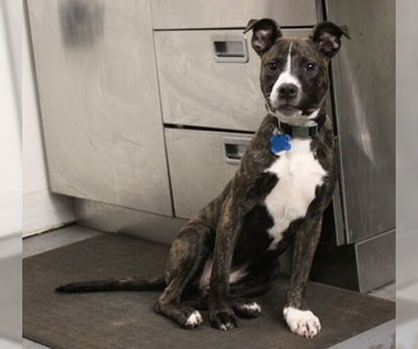 Medium Photo #5 American Staffordshire Terrier-Boston Terrier Mix Puppy For Sale in Minneapolis, MN, USA
