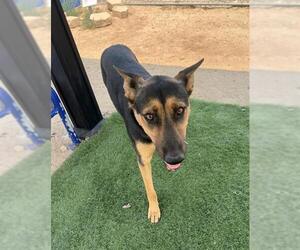 German Shepherd Dog Dogs for adoption in HESPERIA, CA, USA