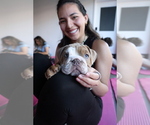 Small #6 English Bulldog