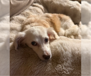 Opal - Female Cockerhuahua Dog for Adoption - Photo #2