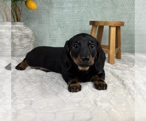 Medium Photo #2 Dachshund Puppy For Sale in FRANKLIN, IN, USA