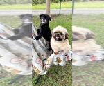 Small #9 Shih Tzu