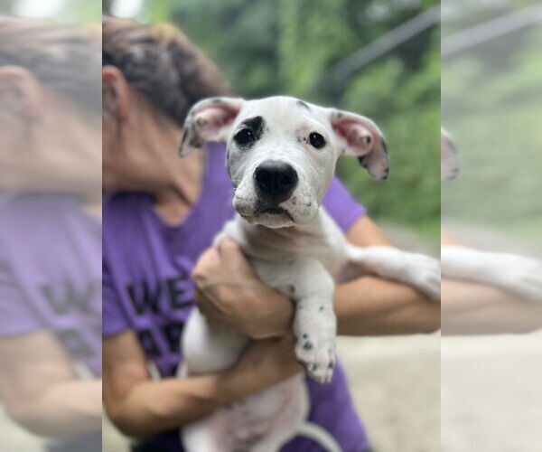 Medium Photo #3 Mutt Puppy For Sale in Elmsford, NY, USA