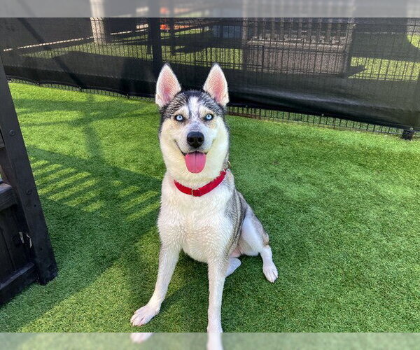 Medium Photo #1 Siberian Husky Puppy For Sale in Orange, CA, USA