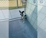 Small American Pit Bull Terrier Mix
