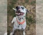 Small #2 Dalmatian