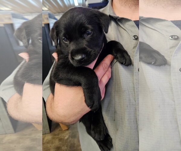 Medium Photo #3 Labrador Retriever-Unknown Mix Puppy For Sale in Oakhurst, NJ, USA