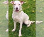 MARIGOLD - Female Mutt Dog for Adoption - Small photo