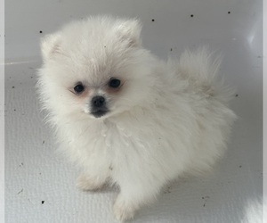 Pomeranian Puppy for Sale in ANTELOPE, California USA