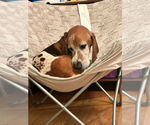Small #2 Basset Hound Mix