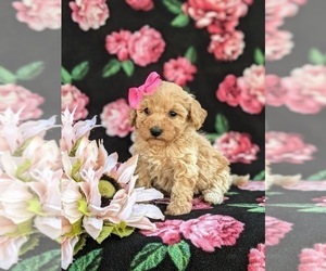 Bichpoo-Poodle (Miniature) Mix Puppy for sale in KIRKWOOD, PA, USA
