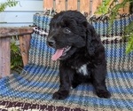 Puppy 1 Aussiedoodle Miniature 