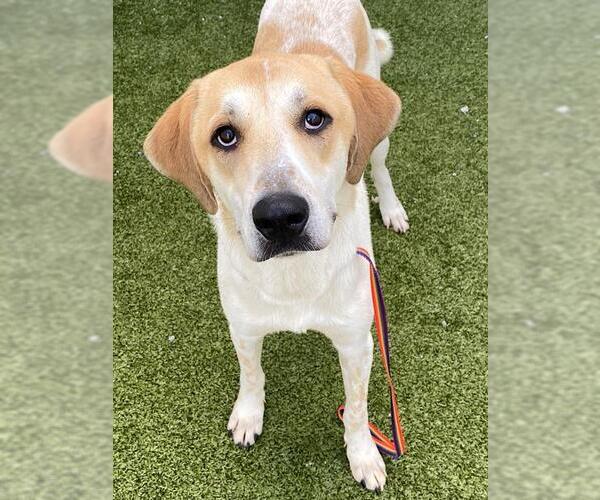 Medium Photo #2 Great Pyrenees-Unknown Mix Puppy For Sale in Fayetteville, NC, USA