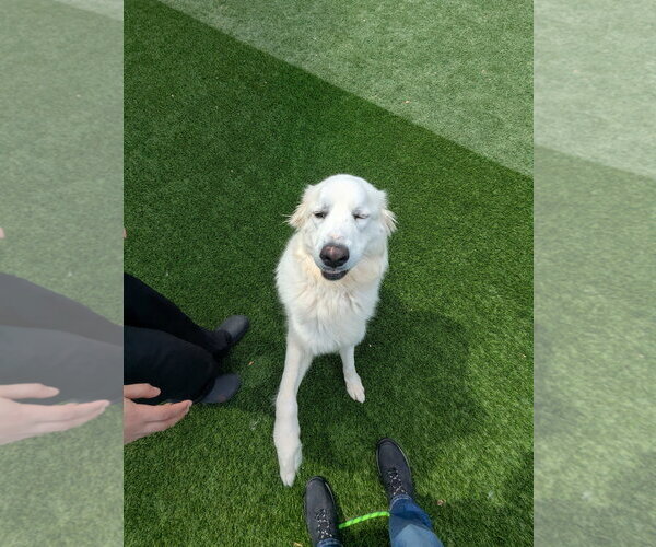 Medium Photo #3 Great Pyrenees Puppy For Sale in Salinas, CA, USA