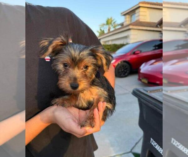 Medium Photo #1 Yorkshire Terrier Puppy For Sale in CHULA VISTA, CA, USA