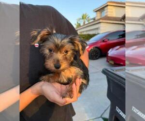 Yorkshire Terrier Puppy for sale in CHULA VISTA, CA, USA