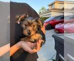 Yorkie Girl - Female Yorkshire Terrier Puppy for Sale - Small photo