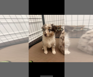 Australian Shepherd Puppy for sale in SNELLVILLE, GA, USA