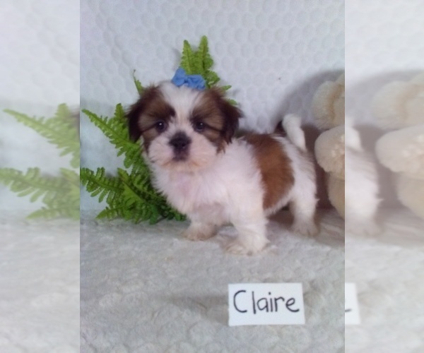 Medium Photo #6 Shih Tzu Puppy For Sale in SUGARCREEK, OH, USA