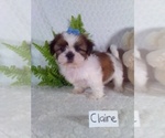 Small Photo #6 Shih Tzu Puppy For Sale in SUGARCREEK, OH, USA