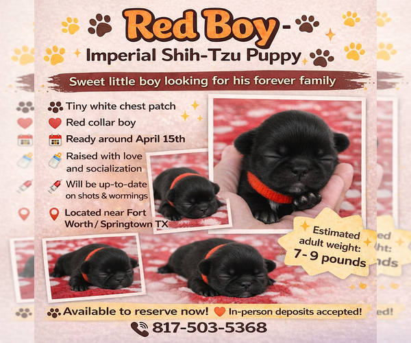 Medium Photo #1 Shih Tzu Puppy For Sale in SPRINGTOWN, TX, USA