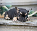 Small Photo #16 French Bulldog Puppy For Sale in BALTIC, OH, USA