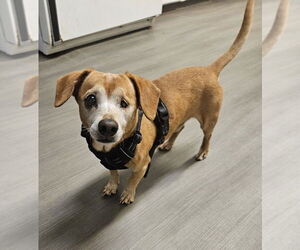 Dachshund-Unknown Mix Dogs for adoption in oakland, FL, USA