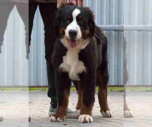 Medium Photo #2 Bernese Mountain Dog Puppy For Sale in Maladzyechna, Minsk, Belarus