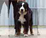 Small #1 Bernese Mountain Dog